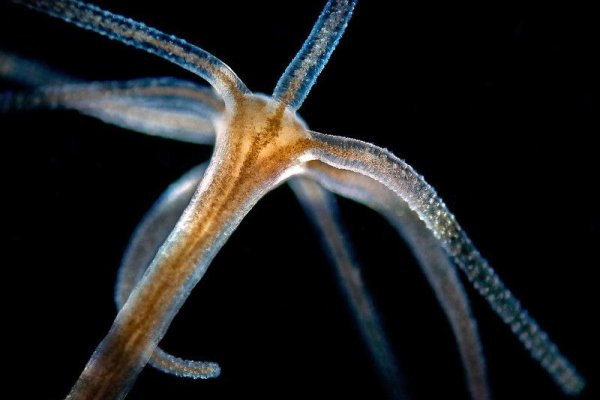Kraken com darknet